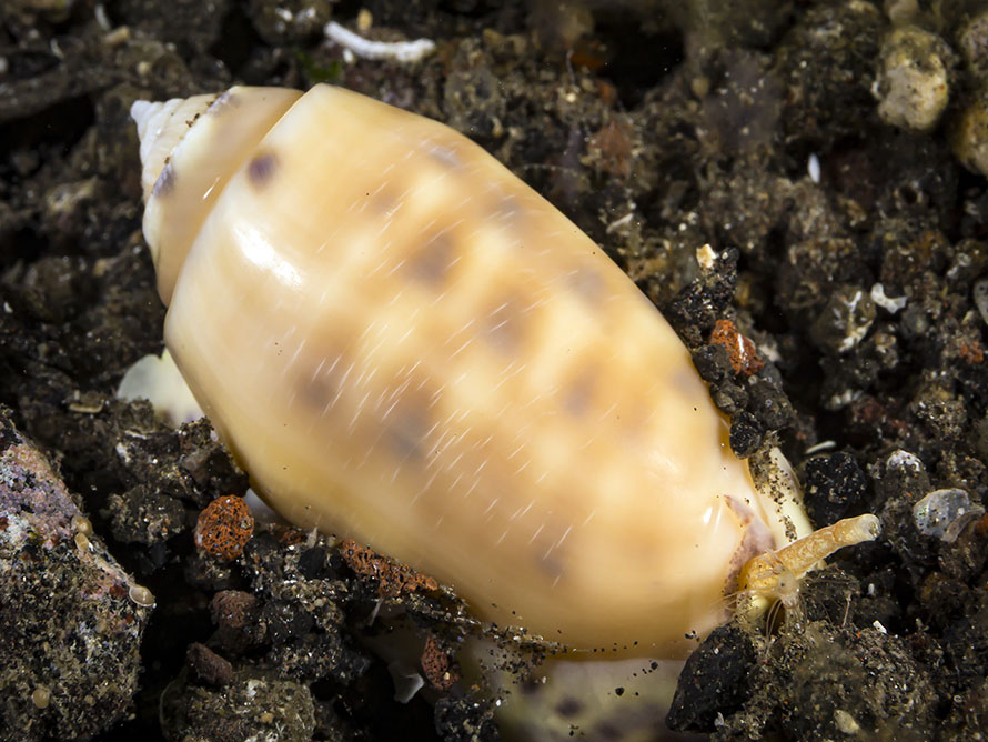 Oliva amethystina